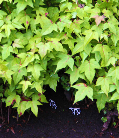 Miniature Living Forest By Austin Art Store